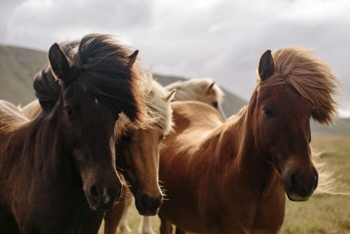 Sicilia a cavallo